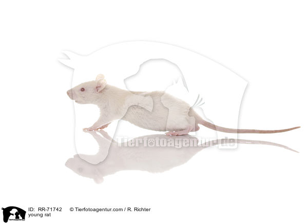 junge Rexratte / young rat / RR-71742