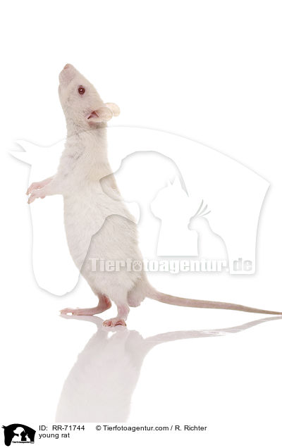 junge Rexratte / young rat / RR-71744