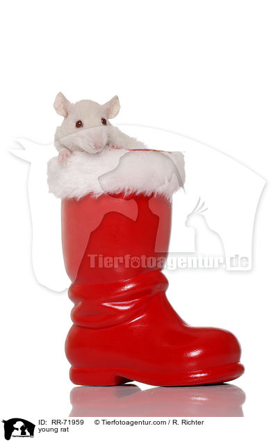 junge Rexratte / young rat / RR-71959