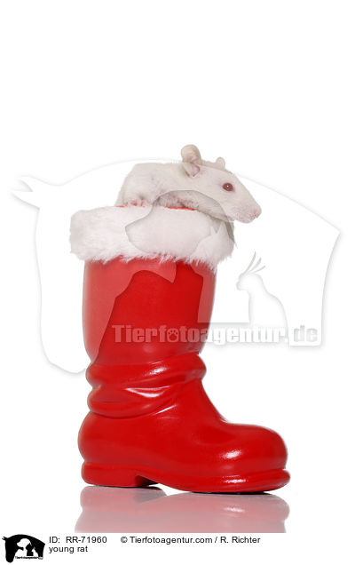 junge Rexratte / young rat / RR-71960