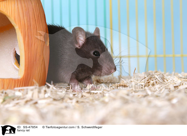 Farbratte / fancy rat / SS-47854