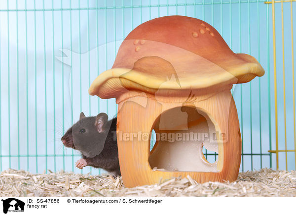 Farbratte / fancy rat / SS-47856