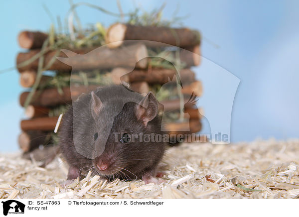 Farbratte / fancy rat / SS-47863