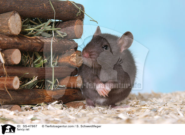 Farbratte / fancy rat / SS-47867