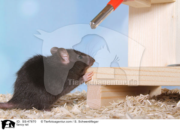 Farbratte / fancy rat / SS-47870