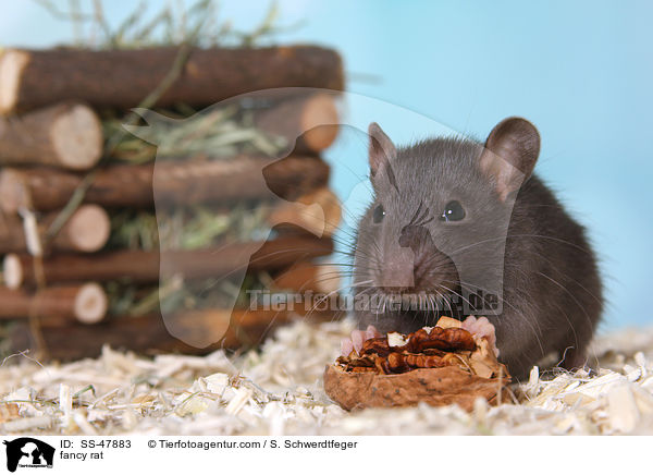 Farbratte / fancy rat / SS-47883