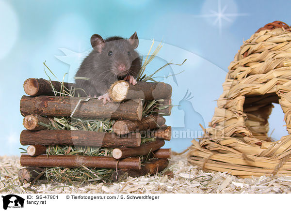 Farbratte / fancy rat / SS-47901