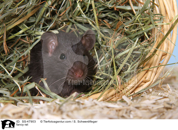 Farbratte / fancy rat / SS-47903