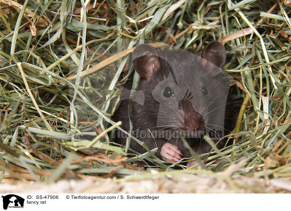Farbratte / fancy rat / SS-47906
