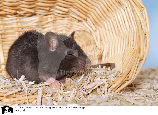 Farbratte / fancy rat / SS-47914