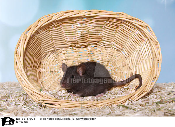 Farbratte / fancy rat / SS-47921