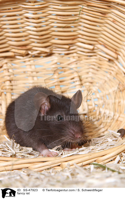 Farbratte / fancy rat / SS-47923