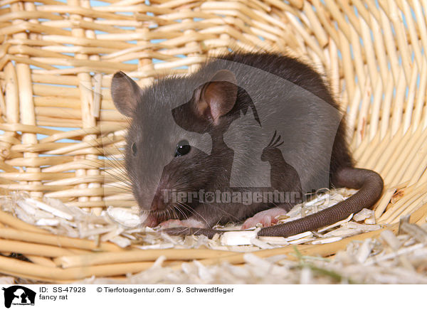 Farbratte / fancy rat / SS-47928