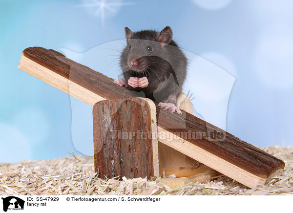 Farbratte / fancy rat / SS-47929