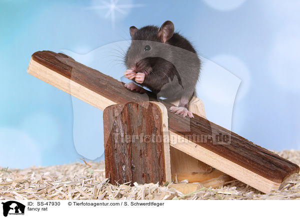 Farbratte / fancy rat / SS-47930