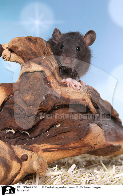 Farbratte / fancy rat / SS-47936