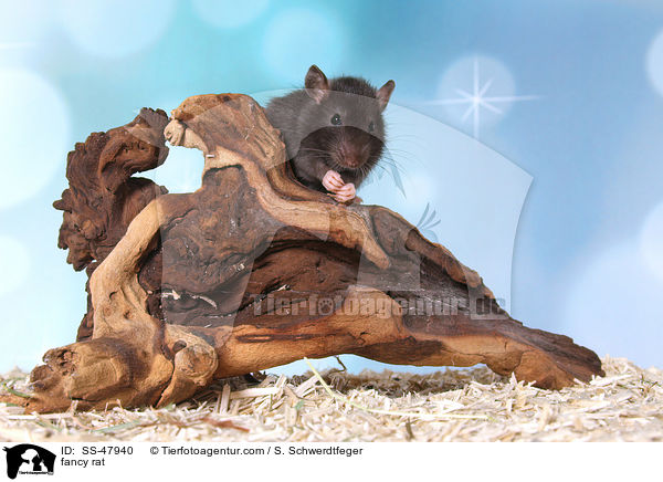 Farbratte / fancy rat / SS-47940