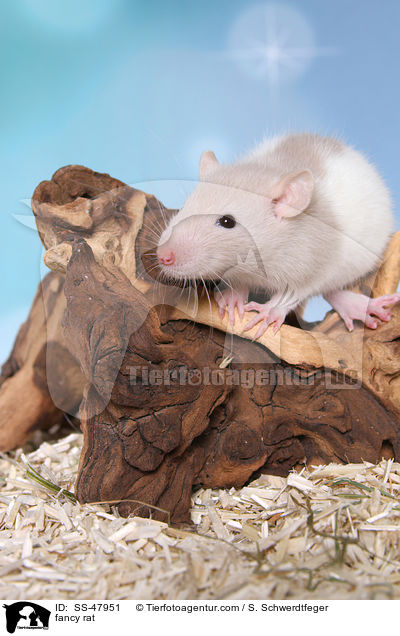 Farbratte / fancy rat / SS-47951