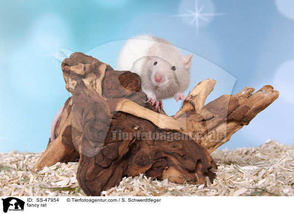 Farbratte / fancy rat / SS-47954