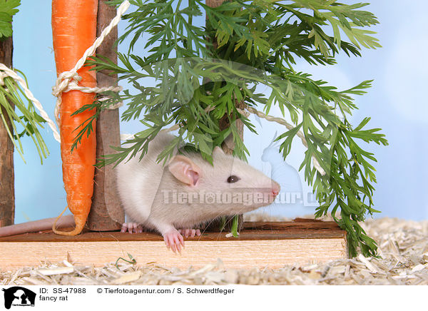 Farbratte / fancy rat / SS-47988