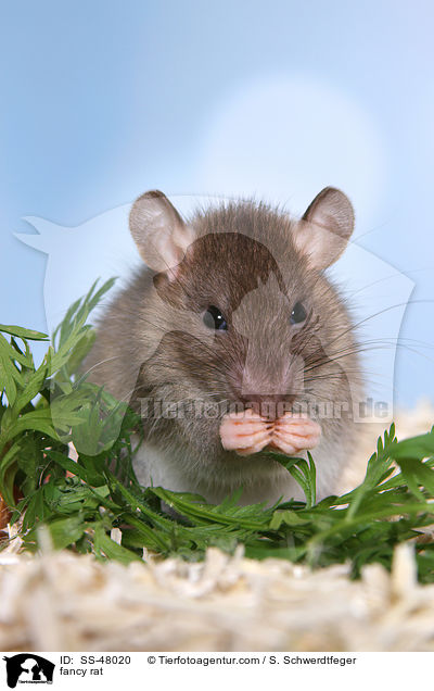 fancy rat / SS-48020