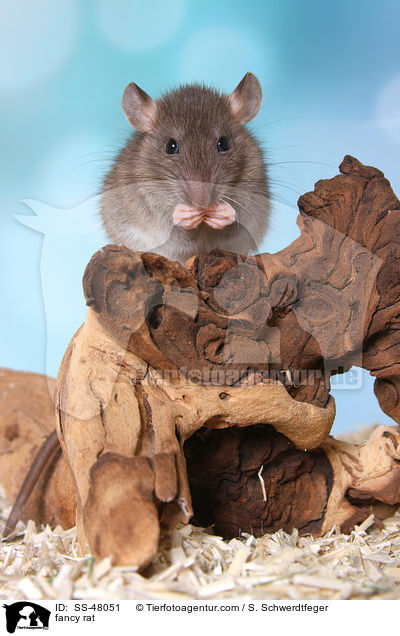 Farbratte / fancy rat / SS-48051