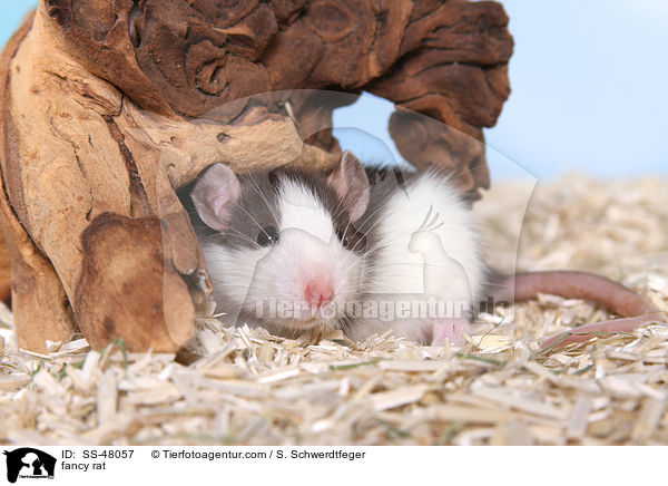 Farbratte / fancy rat / SS-48057