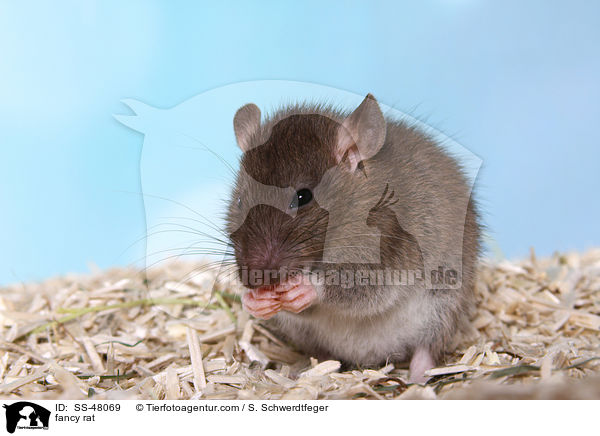 Farbratte / fancy rat / SS-48069