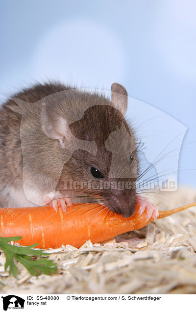 fancy rat / SS-48080