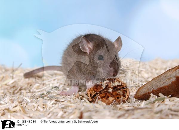 Farbratte / fancy rat / SS-48084