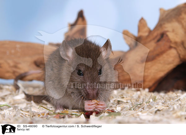 fancy rat / SS-48090