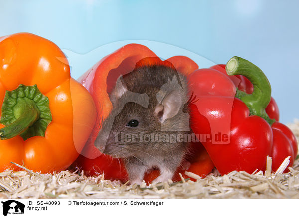 Farbratte / fancy rat / SS-48093