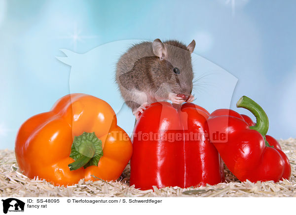 fancy rat / SS-48095