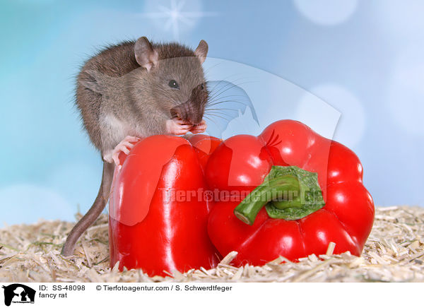 Farbratte / fancy rat / SS-48098