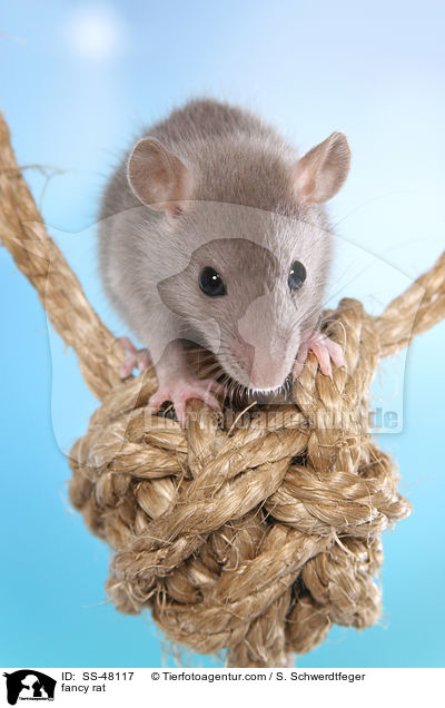 Farbratte / fancy rat / SS-48117