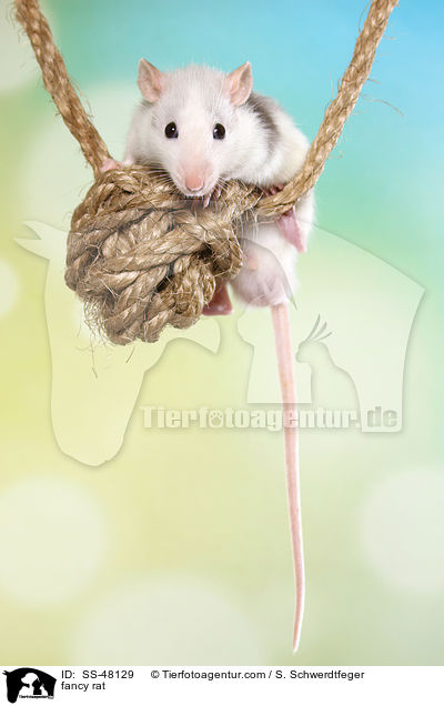 Farbratte / fancy rat / SS-48129
