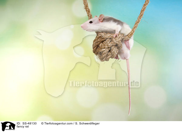 Farbratte / fancy rat / SS-48130
