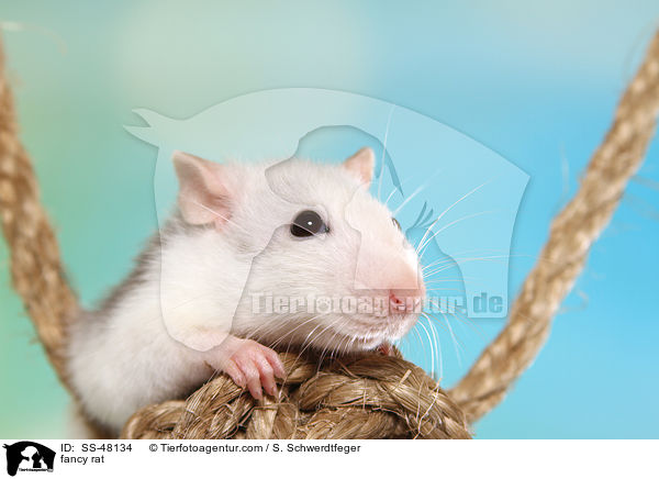 Farbratte / fancy rat / SS-48134