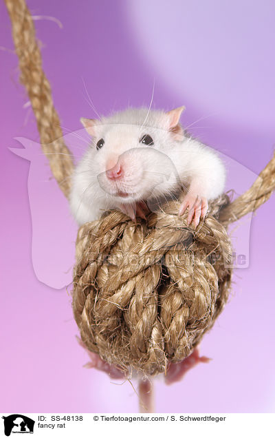 Farbratte / fancy rat / SS-48138