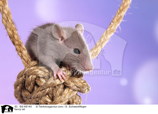 Farbratte / fancy rat / SS-48140