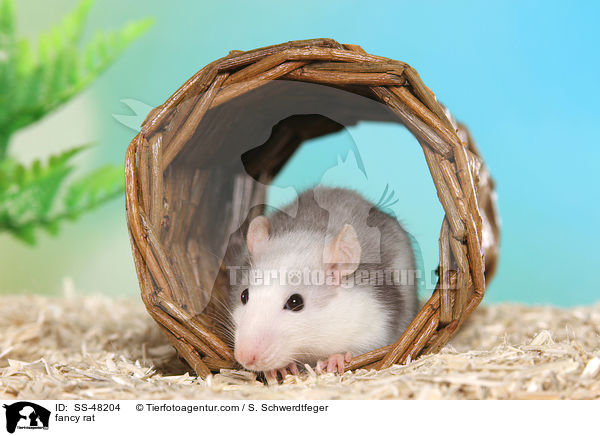 Farbratte / fancy rat / SS-48204