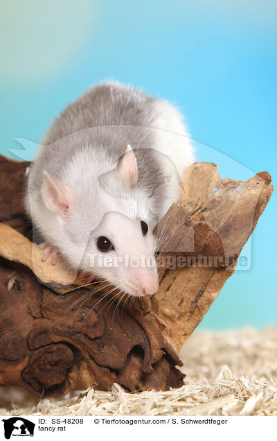 Farbratte / fancy rat / SS-48208