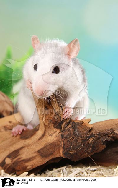 Farbratte / fancy rat / SS-48215