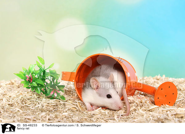 Farbratte / fancy rat / SS-48233