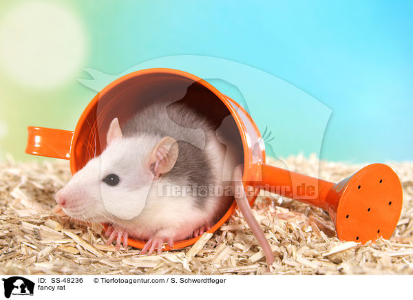 Farbratte / fancy rat / SS-48236