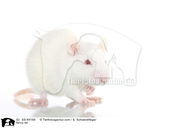 Farbratte / fancy rat / SS-49169