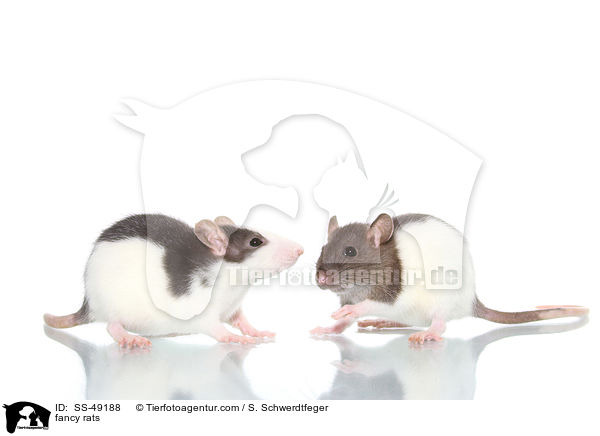 Farbratten / fancy rats / SS-49188
