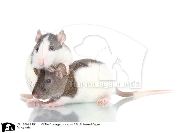 Farbratten / fancy rats / SS-49191