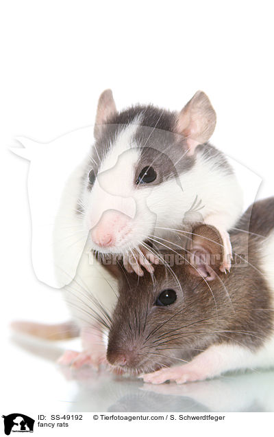 Farbratten / fancy rats / SS-49192