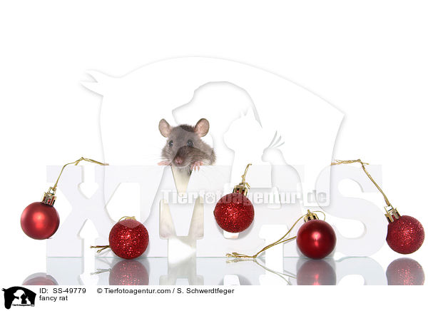 Farbratte / fancy rat / SS-49779